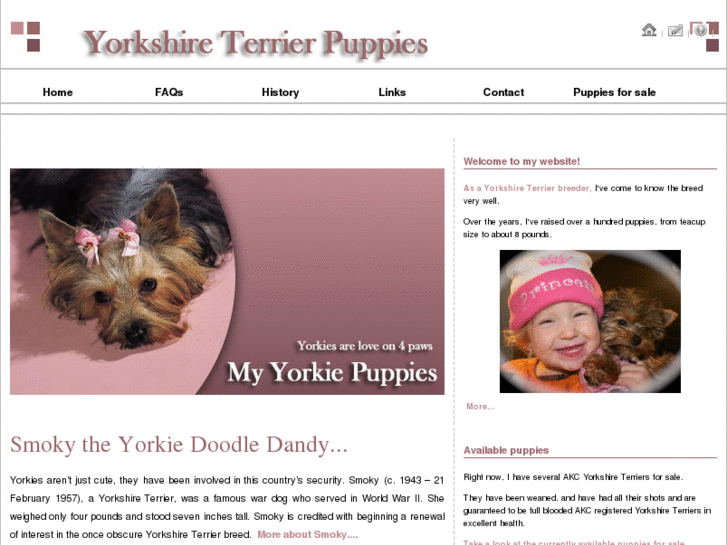 www.yorkypuppies4sale.com