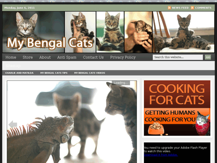 www.mybengalcats.com