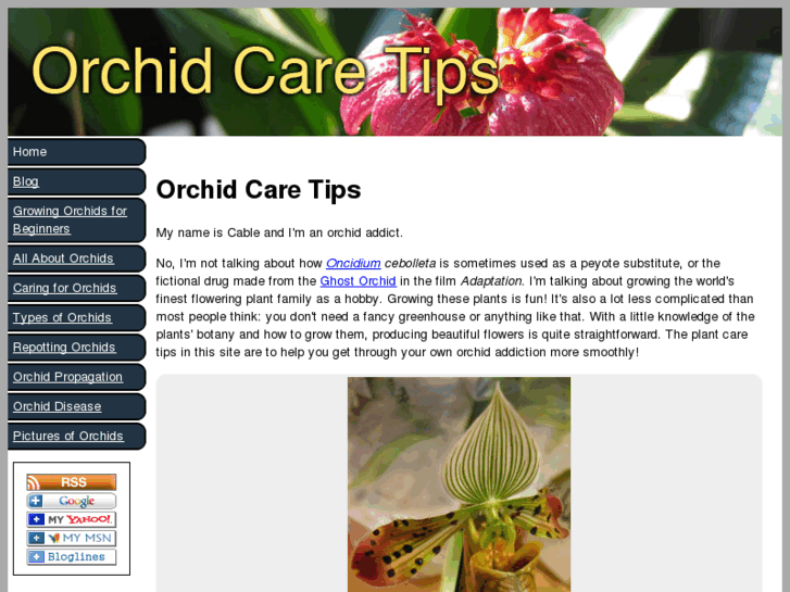 www.orchid-care-tips.com