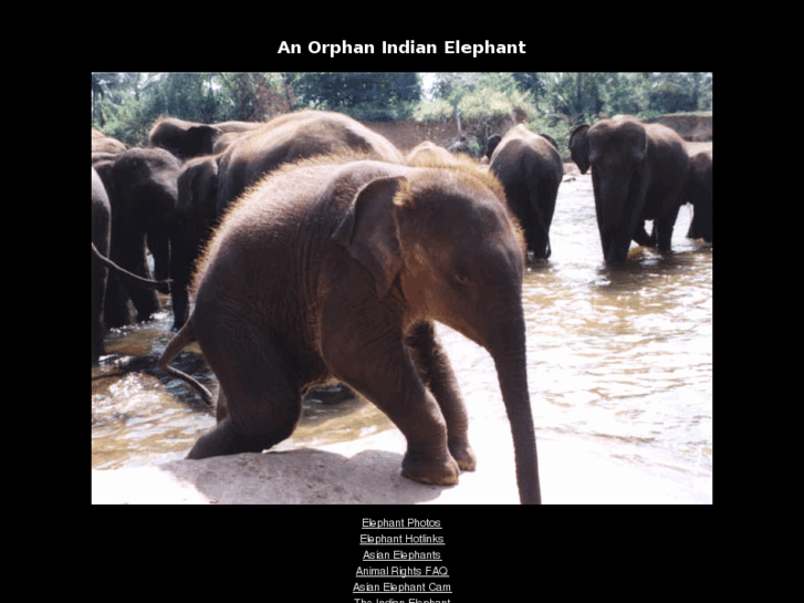 www.indian-elephant.com