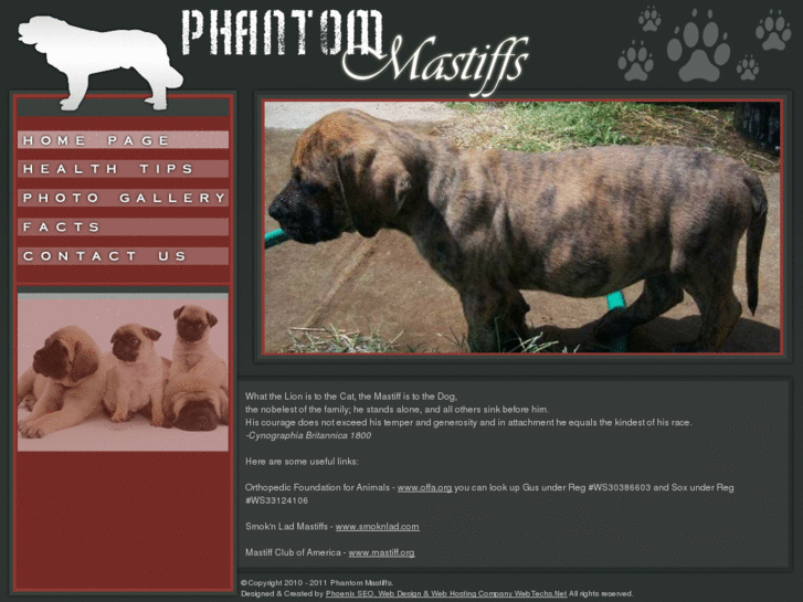 www.phantommastiffs.com