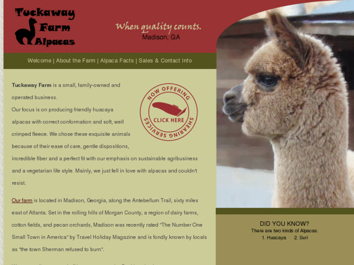 www.tuckawayalpacas.com