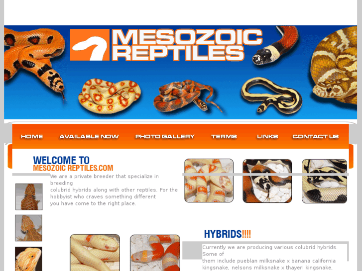 www.mesozoicreptiles.com