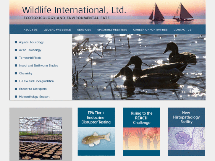 www.wildlifeinternational.com