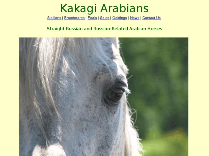 www.kakagiarabians.com