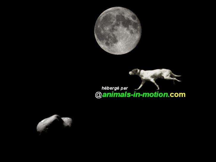 www.animals-in-motion.com