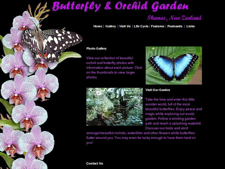 www.butterfly.co.nz