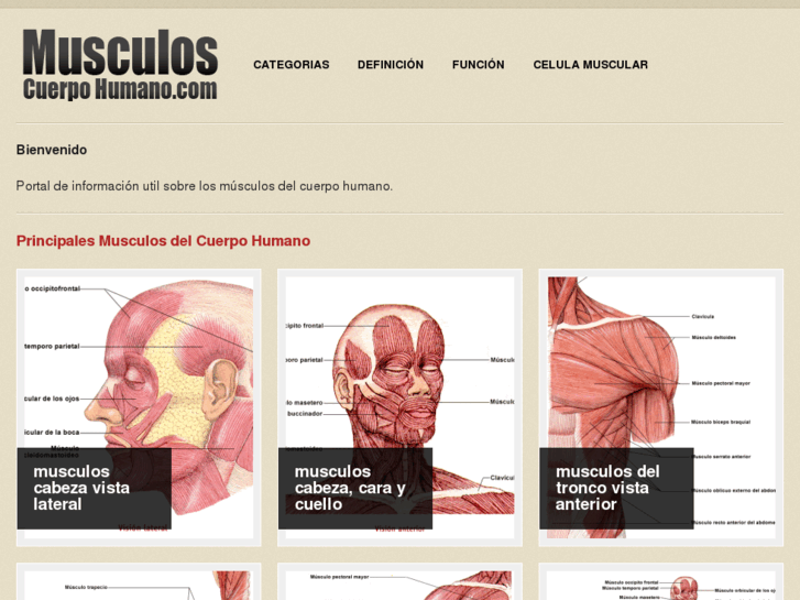 www.musculoscuerpohumano.com