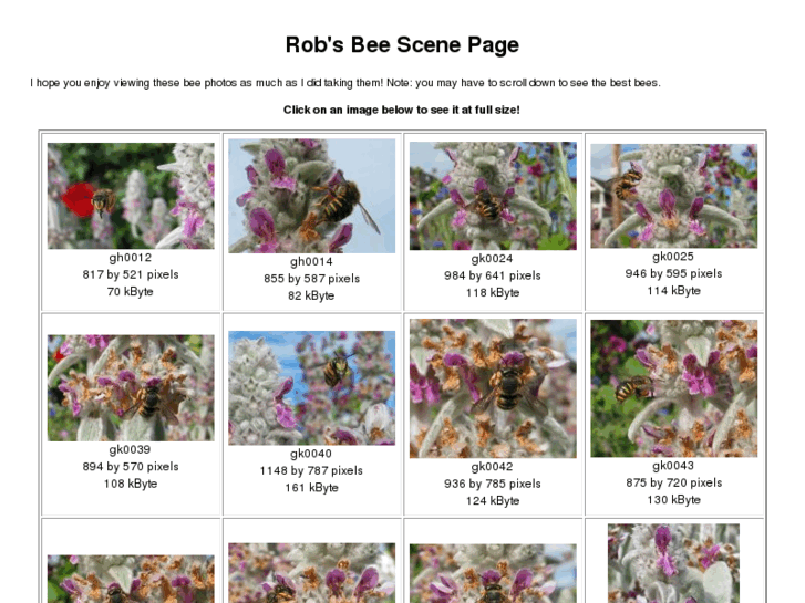 www.beescene.info