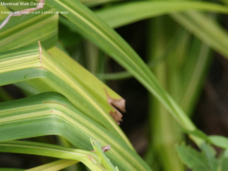 www.montrealwebdesign.net