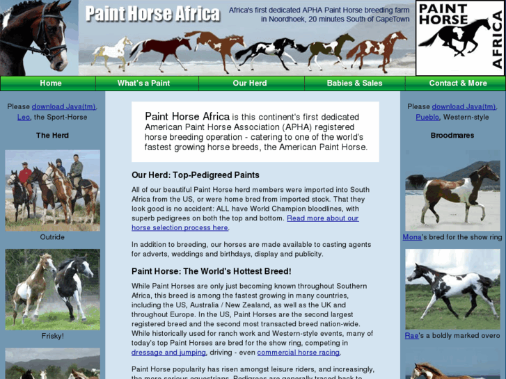 www.painthorseafrica.com