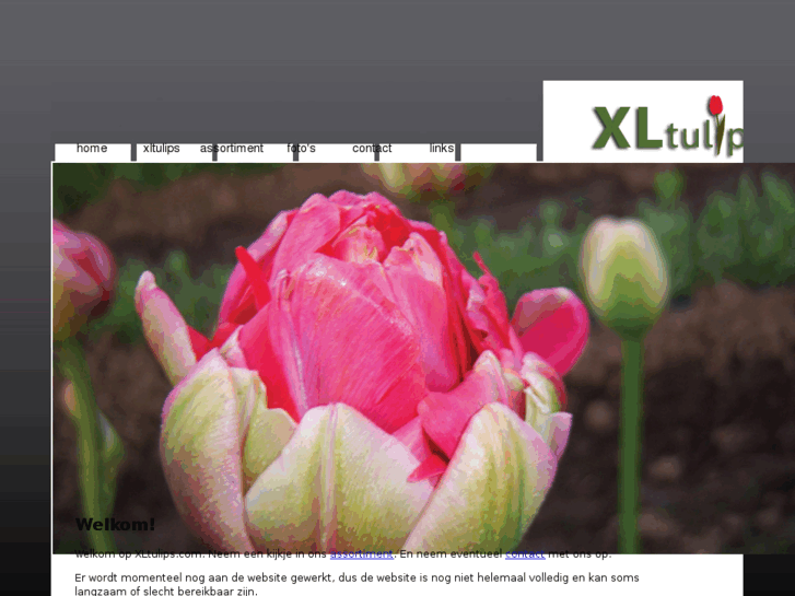 www.xltulips.com