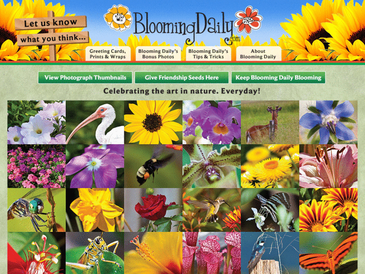 www.bloomingdaily.com