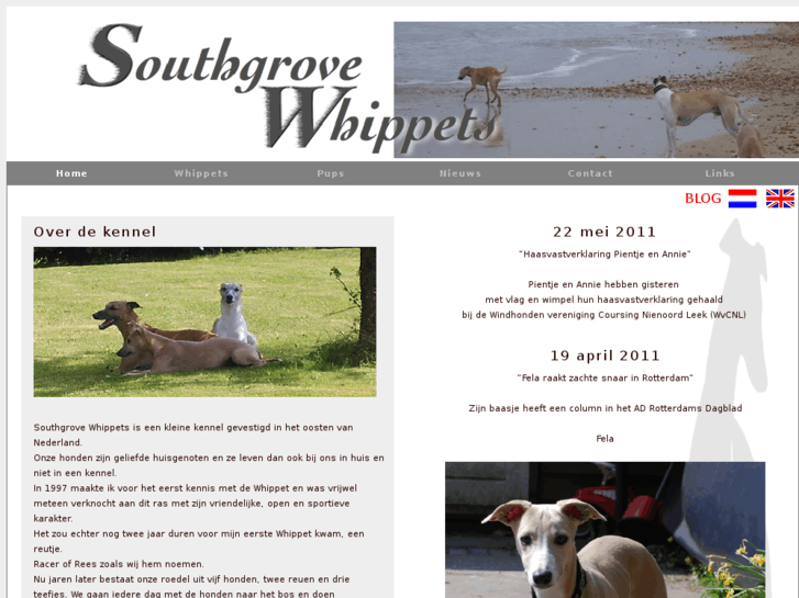 www.southgrovewhippets.com