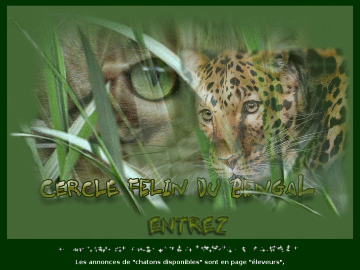 www.cercle-felin-du-bengal.com