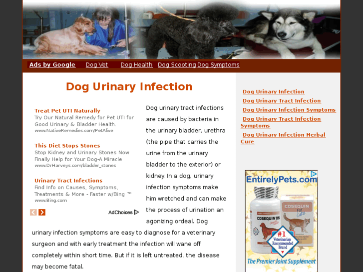 www.dogurinaryinfection.net