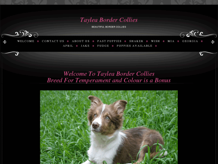 www.tayleabordercollies.com