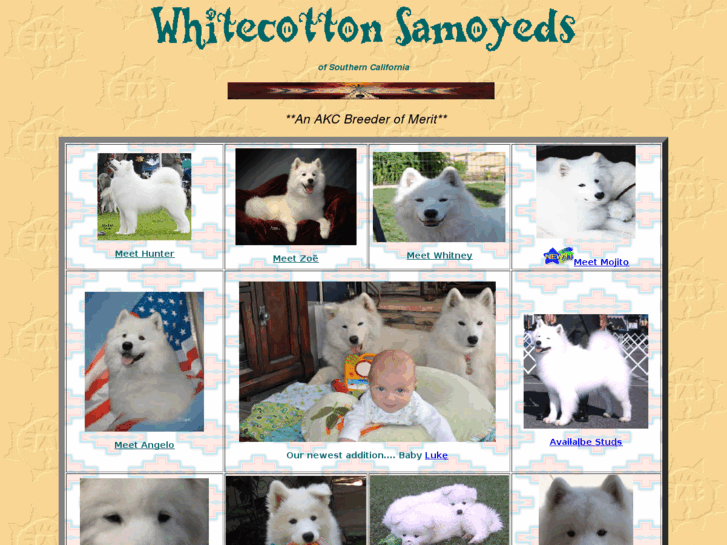 www.whitecottonsamoyeds.com