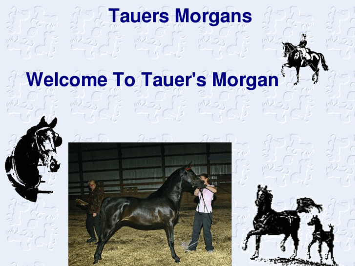 www.tauersmorgans.com