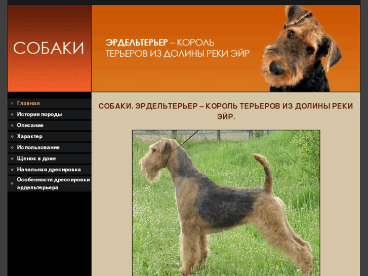 www.airedale-dogs.info