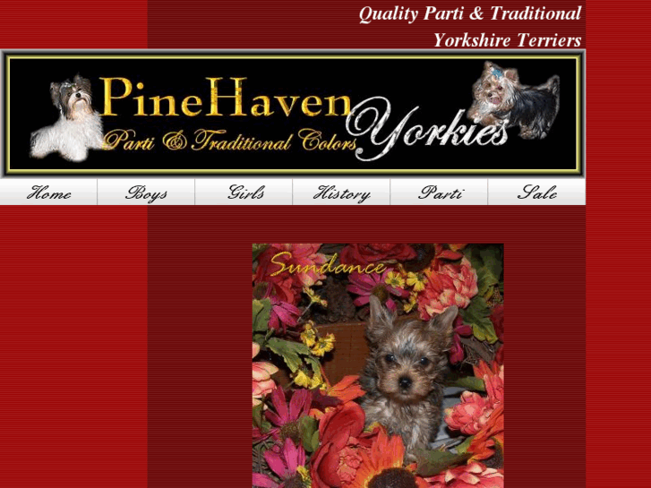 www.pinehavenyorkies.com