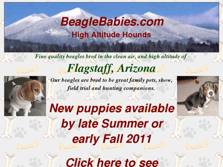 www.beaglebabies.com