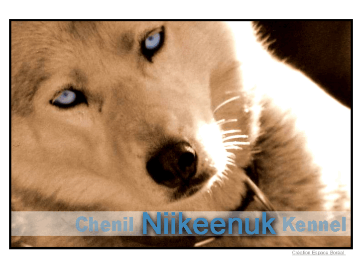 www.huskysiberienniikeenuk.com