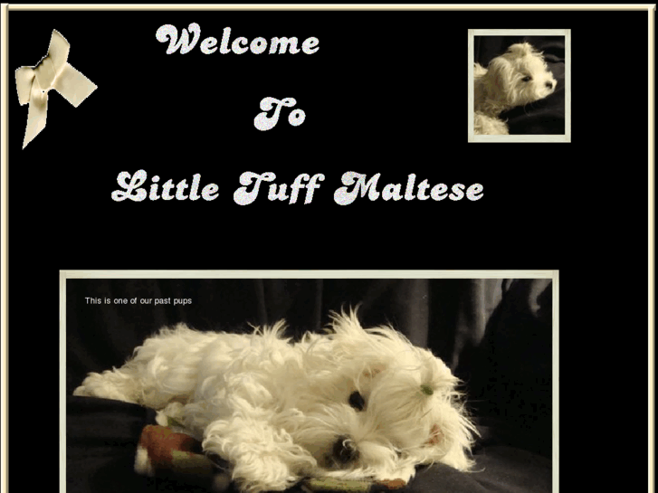 www.littletuffmaltese.net