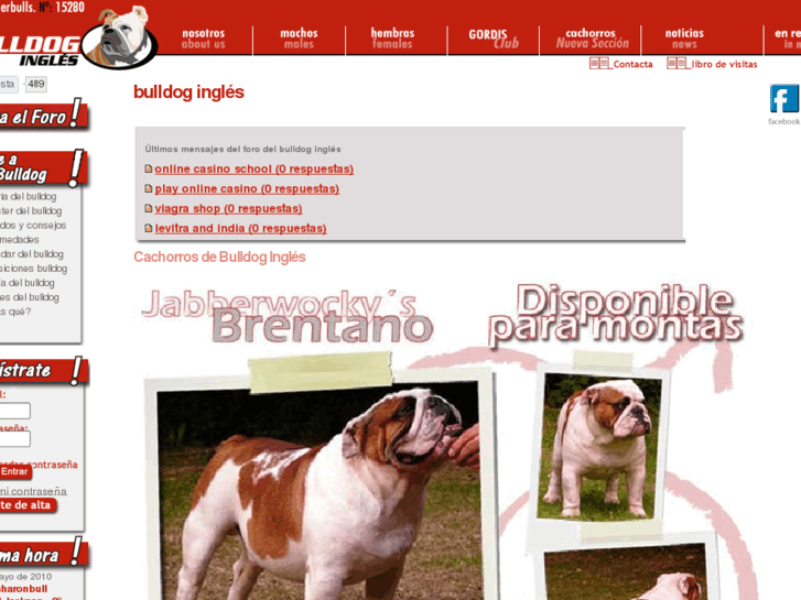 www.mibulldogingles.com