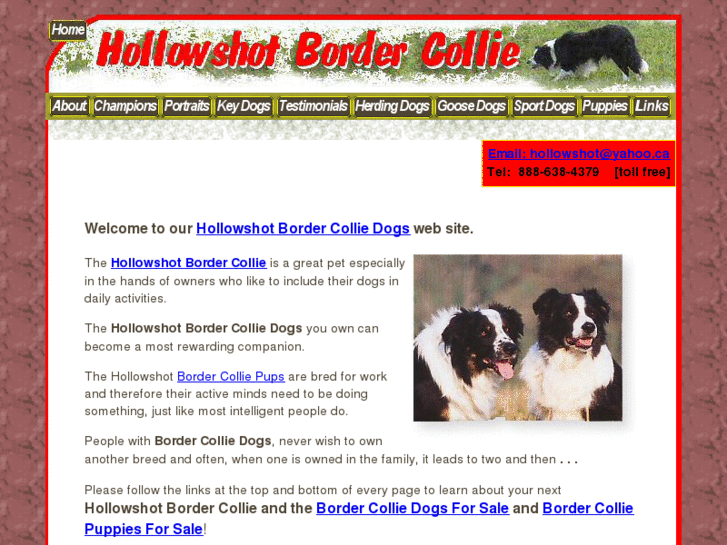 www.hollowshotbordercollie.com