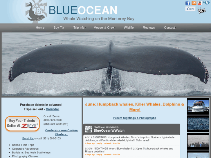 www.blueoceanwhalewatch.com