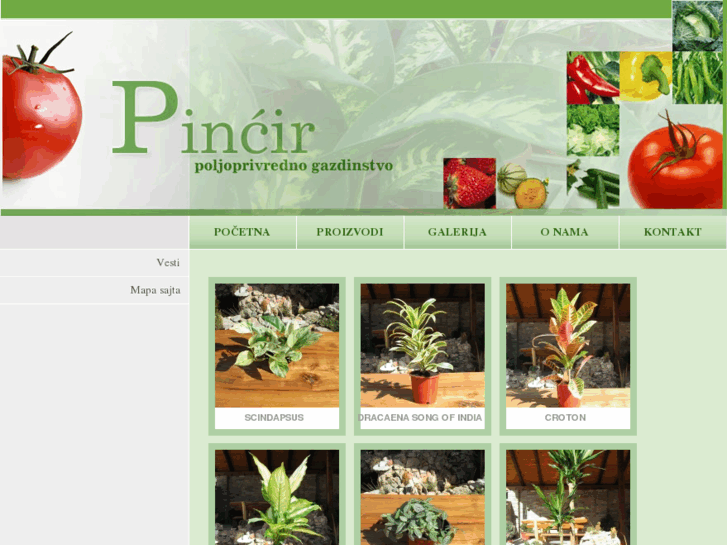www.pincir.co.rs