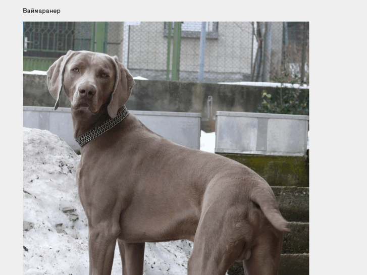 www.weimaraner-bg.com