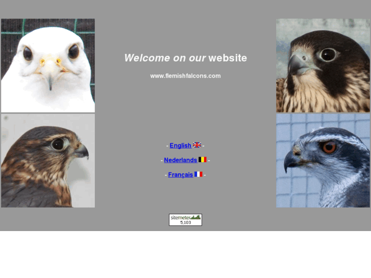 www.flemishfalcons.com