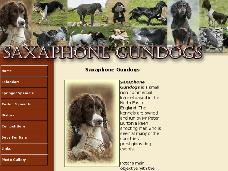 www.saxaphonegundogs.co.uk