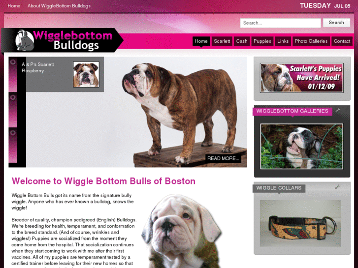 www.wigglebottombulls.com