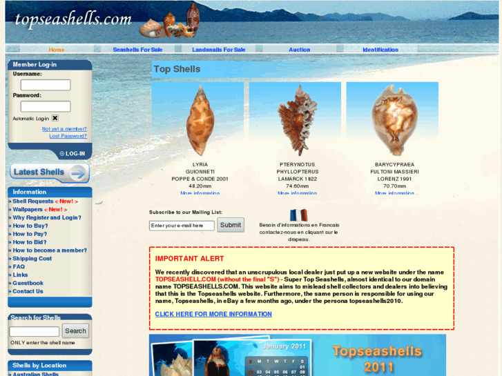 www.philippines-seashells.com