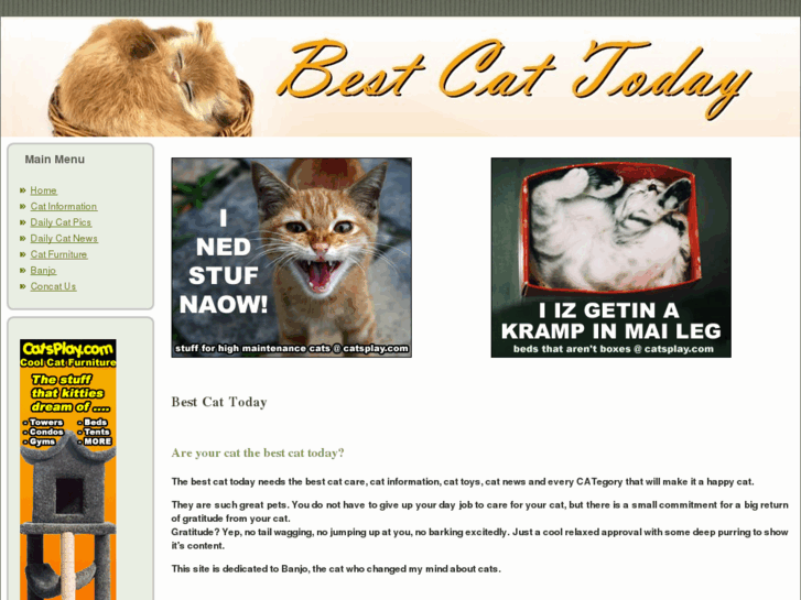 www.bestcattoday.com