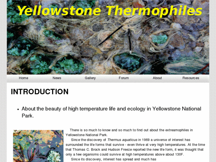 www.yellowstonethermophiles.com