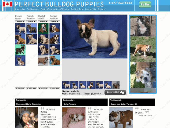 www.perfectbulldogpuppies.com