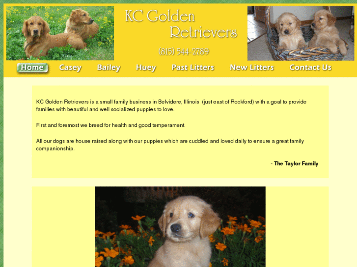 www.kcgoldenretrievers.com