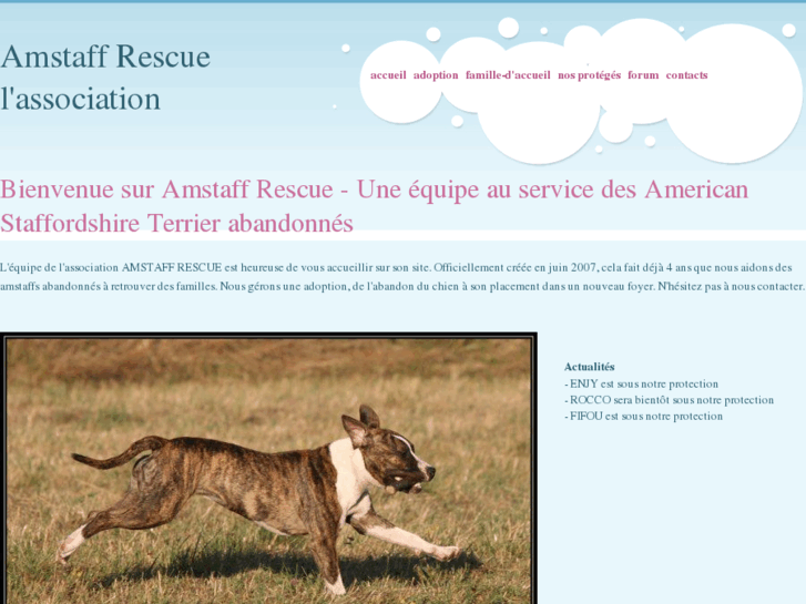 www.amstaff-rescue.org