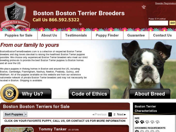 www.bostonbostonterrierbreeders.com