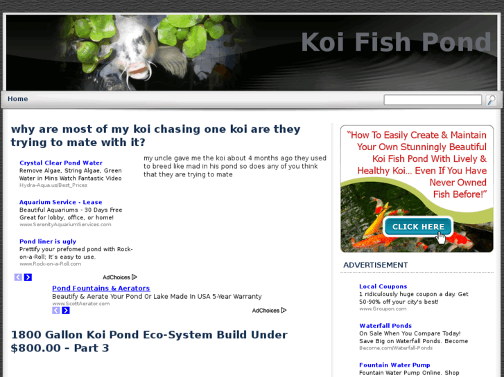 www.koifishforbeginners.com