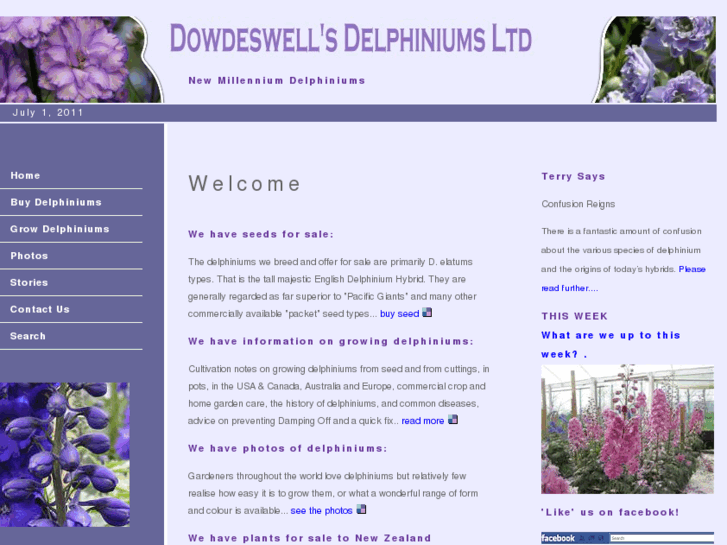 www.delphinium.co.nz