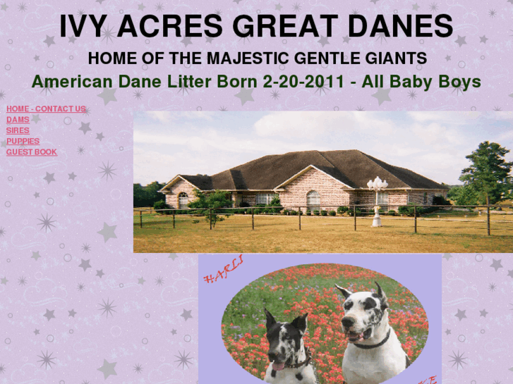 www.ivyacresgreatdanes.com