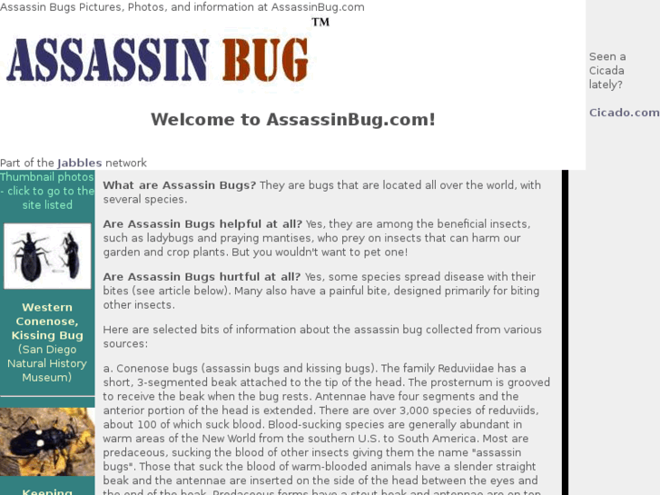 www.assassinbug.com