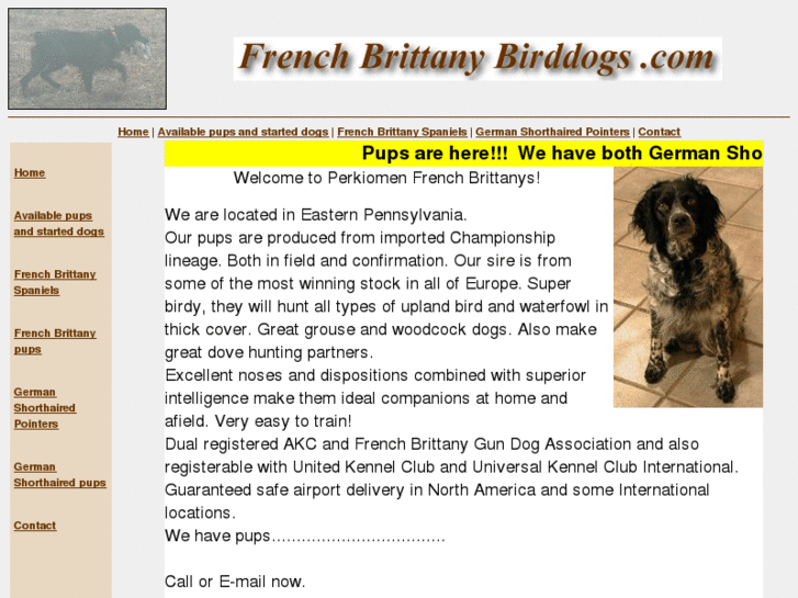 www.frenchbrittanybirddogs.com