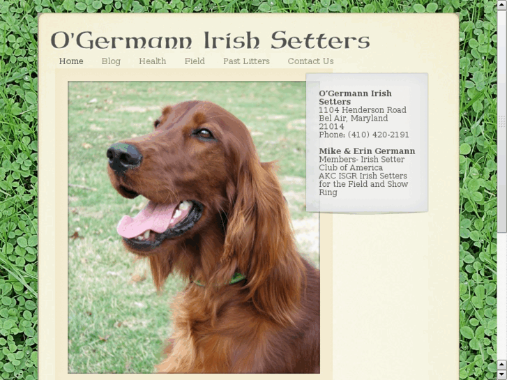 www.ogermannirishsetters.com