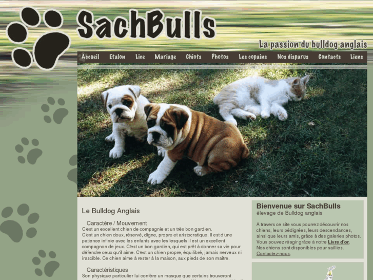 www.sachbulls.com